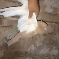 ماده سینه زرد