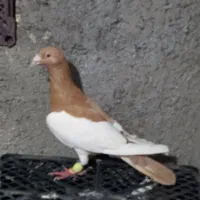 مجسمه کبوتر