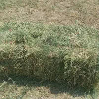 پرس یونجه