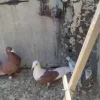 کبوتر