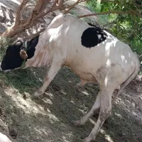 گوسال سرحال