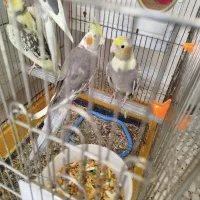 عروس هلندی جوجه