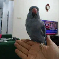 جوجه ملنگو ابی کبالت ۷ ماهه
