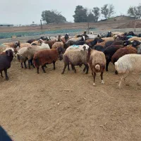 گوسفند محلی درجه یک/بره/میش/ قوچ شال/بره شیری