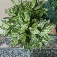 فروشی گل بزرگ