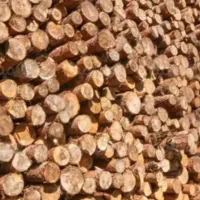 بریدن درخت وخرید چوب