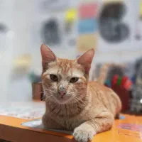 گربه گمشده