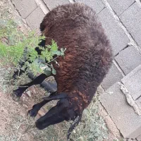گوسفند چاق