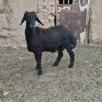 بره قوچ قره قزل آنتیک