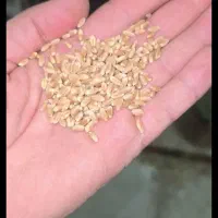 گندم آرد