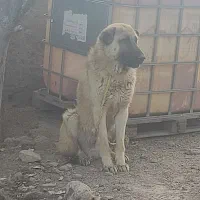 توله عراقی 16ماهه
