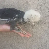 سلطان برهما