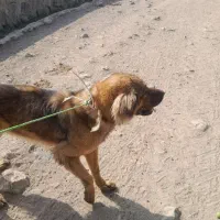 واگذاری سگ سرابی ماده اصیل