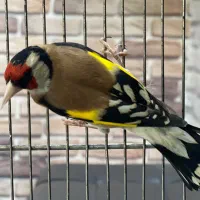 سهره مست