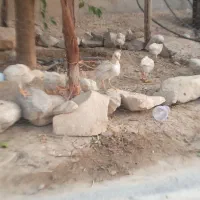 جوجه