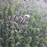 پونه|خوردنی و آشامیدنی|ارومیه, |دیوار
