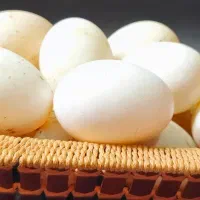 تخم نطفه دار اردک اسرائیلی و بگ بگی