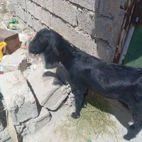 کهره