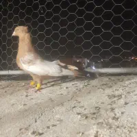 سینه یه کتف