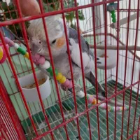 عروس‌ سخنگو واهلی
