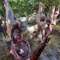 «گوسفند محرمی زنده با قصاب رایگان/خونی