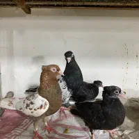 کله سیاه. کفتر جفت