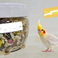 مخلوط عروس مخلوط کبوتری