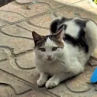 گربه گمشده