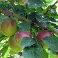 تنسگل ،نهال تنسگل ،درخت سن بالا نهالستان در مشهد