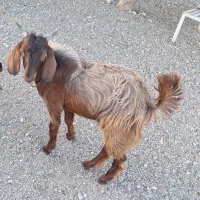 کهره ی چپشت سرحال در خونه ای
