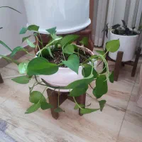 گل طبیعی