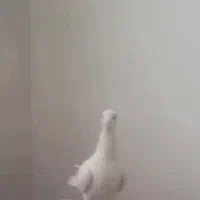 کفتر بوم هوایی و جفتگاه المانی مسافتی