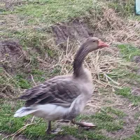 خروس|حیوانات مزرعه|رشت, حومه رشت|دیوار