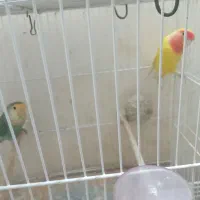 کوتوله برزیلی سالم