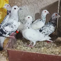کفتر|پرنده|مشهد, امیرآباد|دیوار