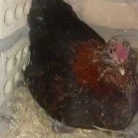 مرغ چهل تاج کرک