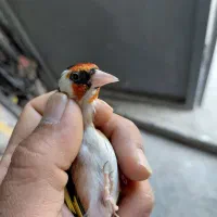 سهره نر چونه سفید مست