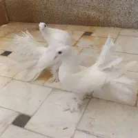 کبوتر دم چتری