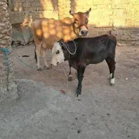 گاوجرسی