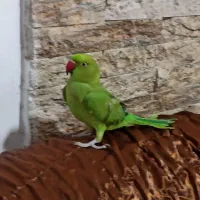 ملنگو کاملا دستی و جوان