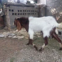 بز نر