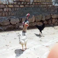 مرغ خروس لاری اصیل  کم یاب