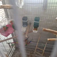 جفت طوطی برزیلی  مولد