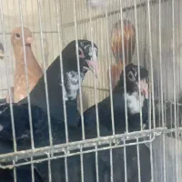 کبوتر هفتا جوجه پلنگ فروشی