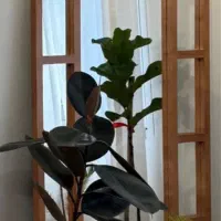 قاب اینه قدی گنبدی چوبی دفرمه