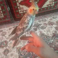 عروس هلندی نر گلباقالی
