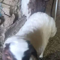 فروش