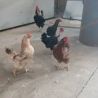 مرغ و خروس