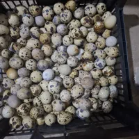 تخم بلدرچین