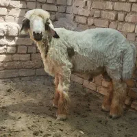 بره نر